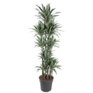 Hoge kamerplant Warneckei Drakenplant Carrousel - 210 cm - Tijdloze, Slanke Kamerplant