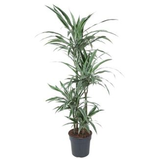 Dracaena Warneckei Carrousel - 150 cm Kamerplant met Witte Strepen