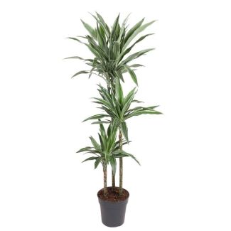 Elegante Dracaena Warneckei - 140 cm - Luchtzuiverende Plant voor Binnen