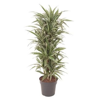 Vertakte Dracaena Warneckei - plant voor binnenruimtes - wit groene bladeren - 140 cm - ø31