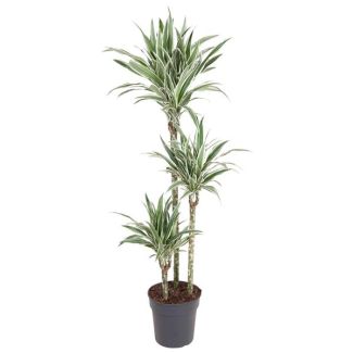 Dracaena White Stripe 150 cm - Stijlvolle Witte Streeplijndrakenplant Ø24 cm - Kamerplant voor Elke Ruimte