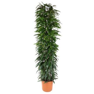 Ficus Alii King zuil binnen - ca. 2 meter hoog - potmaat 35 cm - Weinig onderhoud