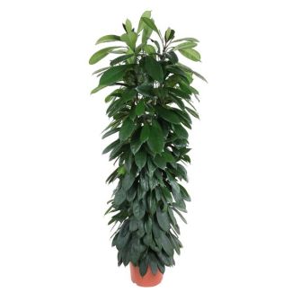 Ficus Moclame zuil, Vijg Cyatistipula binnen - 1,5 meter hoog, potdiameter 29 cm