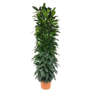 Ficus Cyatistipula Zuil 200 cm - Grote Kamerplant - ø35 cm Potdiameter