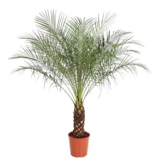 Dwergdadelpalm - Exotische kamerplant - Phoenix Roebelenii - 150 cm - ø27 - Luchtzuiverend