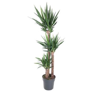 Palmlelie binnen - Yucca Elephantipe - 170 cm - ø31 - Rustige sfeer