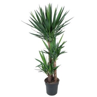 Schitterende Palmlelie - palmachtige plant binnen - Donkergroene Yucca Elephantipes - ca. 140 cm hoog - ø27