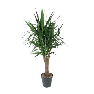 Vertakte Yucca Elephantipes 150 cm in Potdiameter ø31 - Groene Kamerplant voor Lage Verzorging