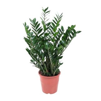 ZZ-plant | Zenzibar Gem | Zamioculcas Zamiifolia | Rustgevende kamerplant - 1 meter hoog, ø27