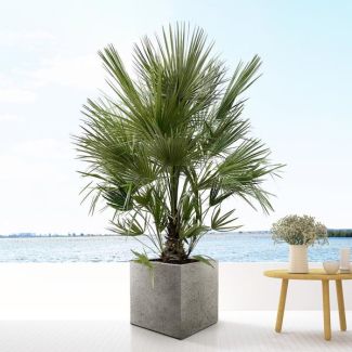 Europese dwergpalm voor subtropische gevoel, 200 cm hoog