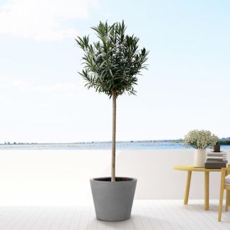 Oleander rood ca. 200 cm hoog, groenblijvende plant, wintergroene exotische plant