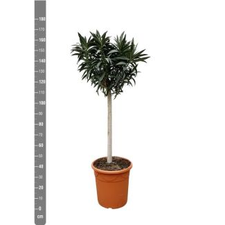 Nerium Oleander boom met witte bloemen, 200 cm hoog, buitenplant