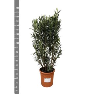 Oleander struik met verschillende bloemen, ca. 180 cm hoog