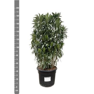 Nerium Oleander struik met verschillende tinten bloemen, ca. 190 cm hoog