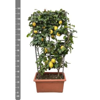 Citrusplant op een rek, 160 cm hoog