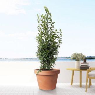 Laurus Nobilis struik ( laurierboom) met eetbare bladeren, 210 cm hoogte