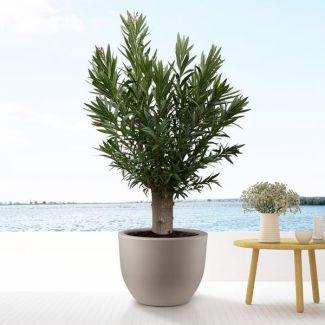 Oleanderplant Bonsai, Tuinplant, Balkonplant, Terrasplant, Eenjarige plant, (Nerium Oleander Bonsai), ongeveer 190 cm hoog