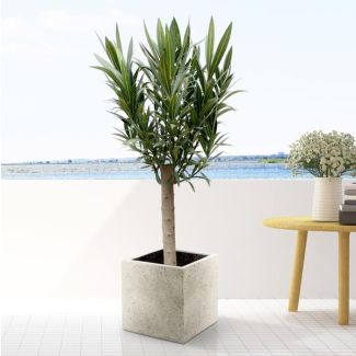 Nerium Oleander boom met witte bloemen 110 cm