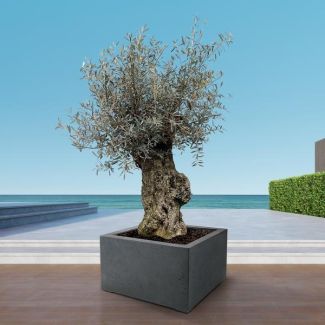 Miniatuurversie van olijfboom voor binnen en buiten, 250 cm hoog, Olea Europaea Bonsai - Ø65