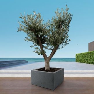 225 cm hoge majestueuze olijfboom met zilvergrijze bladeren, Olea Europaea Cultivo