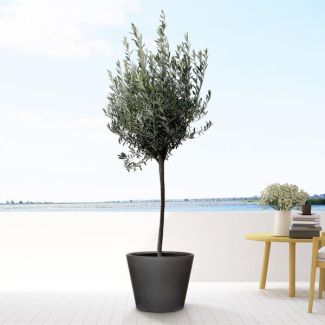 Groenblijvende europese olijfboom (Olea Europaea op stam), 160 cm hoog