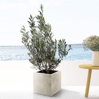 Olijfboom ,Mediterrane sfeer, 100 cm hoog, Olijven, Olea Europaea struik