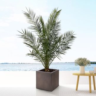 Canarische dadelpalm 180 cm hoog, diameter van 25 cm