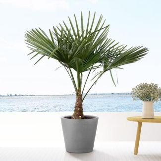 Chinese windmolenpalm ca. 130 cm hoog, winterharde palmboom