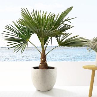 Chinese windmolenpalm (Trachycarpus), ongeveer 90 cm hoog