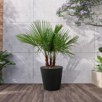 Chinese windmolenpalm met meerdere stammen, 180 cm hoog