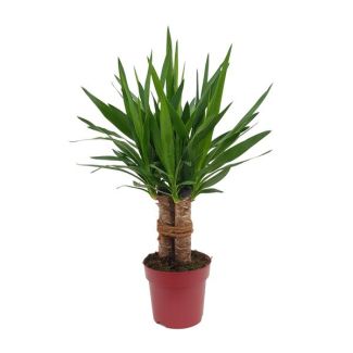 Stijve Yucca voor verschillende binnenruimtes - 70 cm hoog - uitstekende plant voor kantoren en thuis