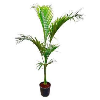 Grote kamerplant Koninginpalm - 2.5 m hoge Archontophoenix Alexandrae opvallend - ø30 cm