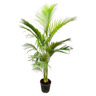 Tropische binnen palm Archontophoenix Alexandrae Grupo met meerdere stammen - 200cm - ø50cm