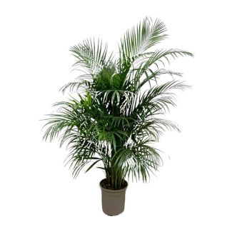 Groenblijvende ficus kamerplant | kamerplant 1.5 m hoge Dypsis Lutescens, ø24