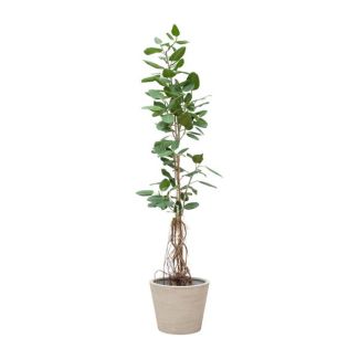 Indiase Banyanboom - Ficus Benghalensis Audrey Op Stam - Kamerplant met Hangende Wortels - 220cm - ø45