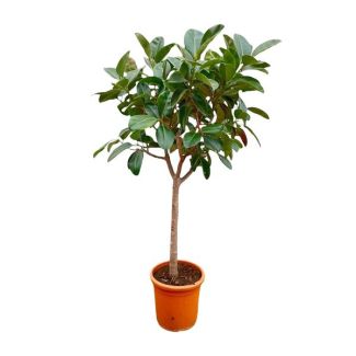 Rubberplant binnen op een stam | 2.1 meter hoge Ficus Elastica Robusta - ø40 cm