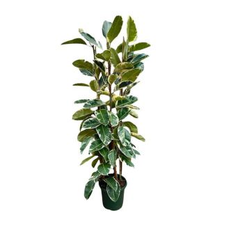 Opvallende rubberplant binnen Ficus Elastica Tineke struik - ca. 2,25 m hoog, ø40