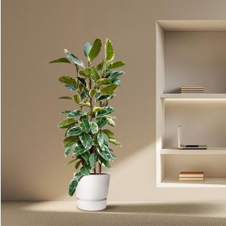 Opvallende rubberplant binnen Ficus Elastica Tineke struik - ca. 2,25 m hoog, ø40