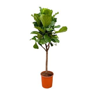 Ficus Lyrata met viool vormige bladeren, Vioolbladplant boom variant - 180 cm hoog, ⌀30