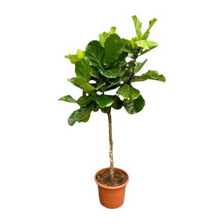 Grote variant Ficus Lyrata - Vioolbladplant XXL - 210 cm - ø40 - Esthetisch - Luchtzuiverend