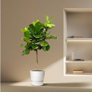 Grote variant Ficus Lyrata - Vioolbladplant XXL - 210 cm - ø40 - Esthetisch - Luchtzuiverend