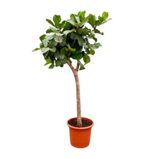 XXXL Ficus Lyrata boom van wel 230 cm, ø42 - Vioolbladplant voor diverse ruimtes