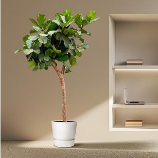 XXXL Ficus Lyrata boom van wel 230 cm, ø42 - Vioolbladplant voor diverse ruimtes