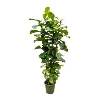 Ficus Lyrata XL Struik - 200cm - Grote Decoratieve Vioolbladplant voor Thuis en Kantoor