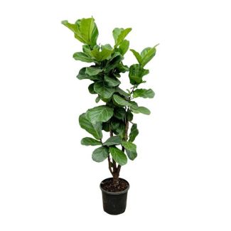 Luchtzuiverende Ficus Lyrata vertakt - 180cm - Vioolbladplant voor Gezond Binnenklimaat