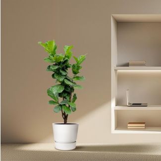 Luchtzuiverende Ficus Lyrata vertakt - 180cm - Vioolbladplant voor Gezond Binnenklimaat