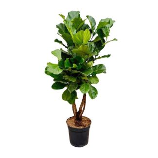 Esthetische Ficus Lyrata XL variant - Vertakte Ficus binnen - ca. 200 cm hoog