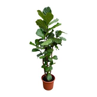 Vertakte vioolbladplant XXL - 230 cm hoge Ficus Lyrata - ø40 - Kamerplant voor in indirect licht