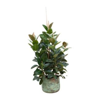 Compacte kamerplant Ficus Robusta - Vertakte Ficus binnen - ongeveer 150 cm hoog - ø38