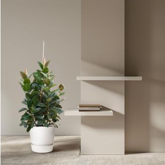 Compacte kamerplant Ficus Robusta - Vertakte Ficus binnen - ongeveer 150 cm hoog - ø38